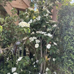 Cornus ‘Venus’ (Giant-Flowered Dogwood)