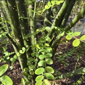 Sophora japonica - Japanese pagoda tree