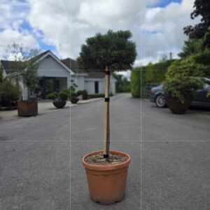 Pinus Mugo 'Carstens Wintergold' half standard conifer