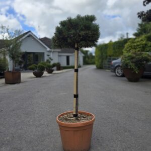 Pinus mugo 'Carsten's Wintergold'