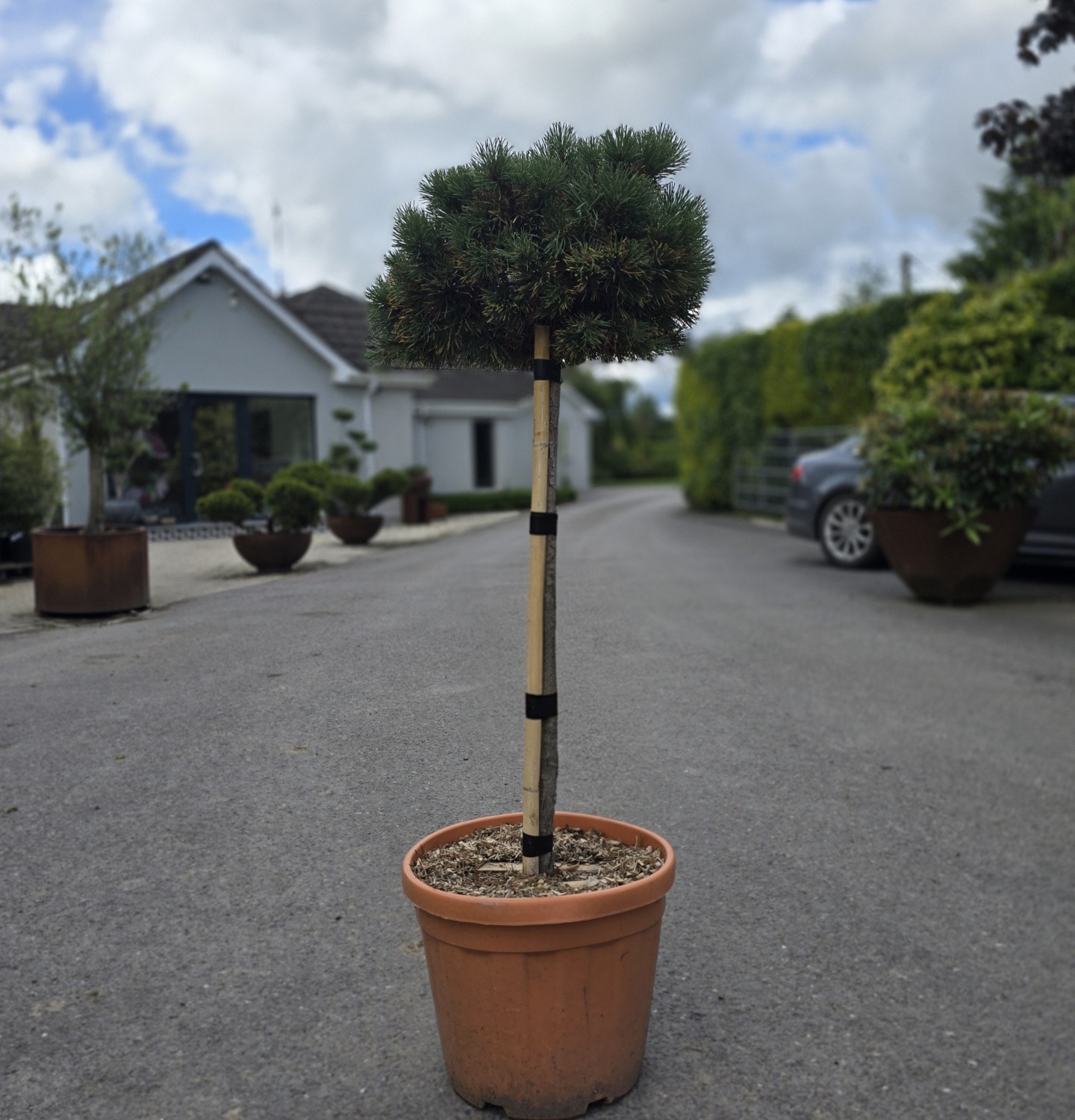 Pinus mugo 'Carsten's Wintergold'