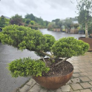 Mint Julep Juniper Bonsai in a Corten Steel Bocca Planter