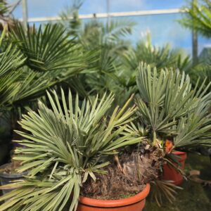 Trithrinax carnpestria