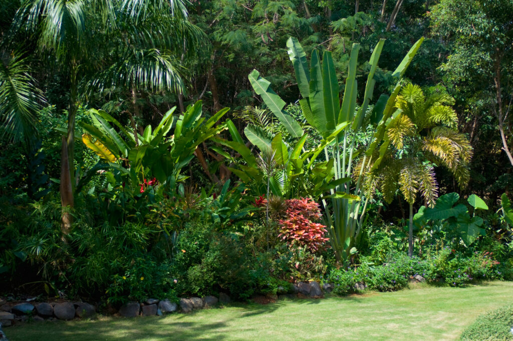 Tropical garden with fan ferns, palms & lush green foliage