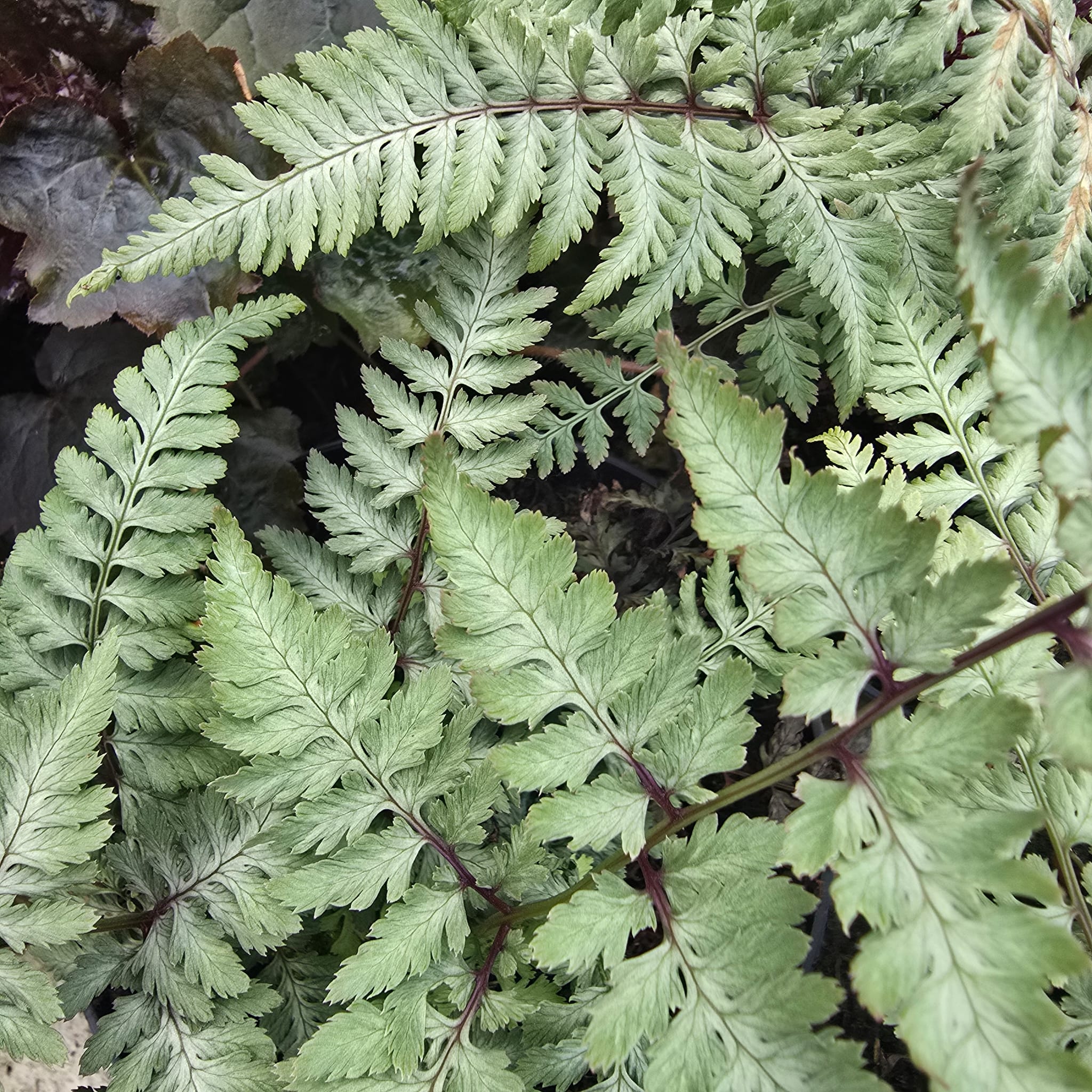 Athyrium niponicum 'Silver Falls'