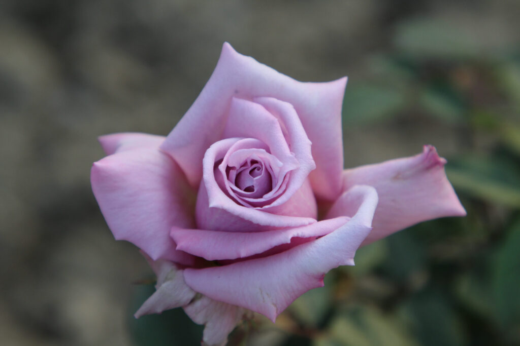 Rosa Lady X Half standard