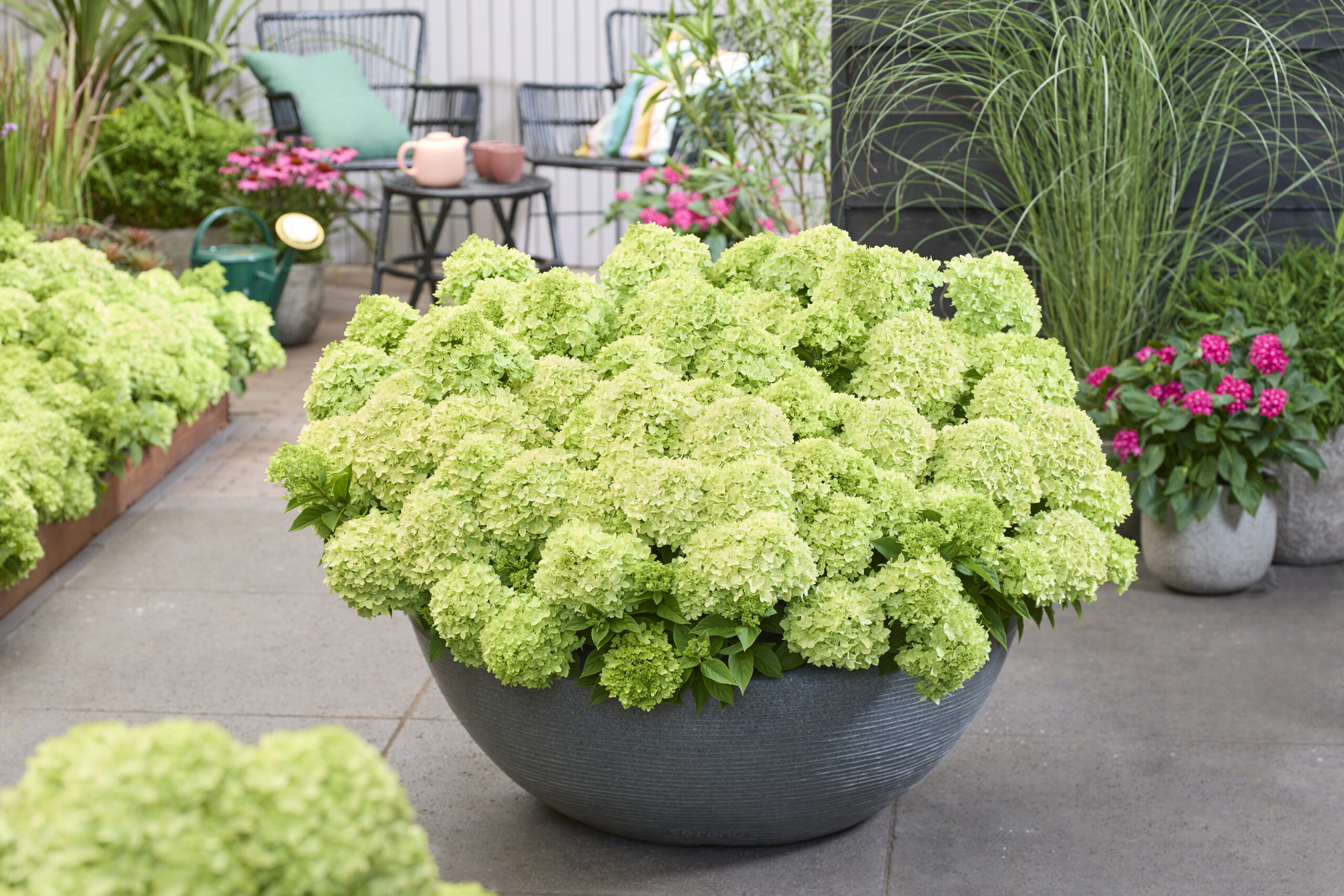 Hydrangea paniculata ‘Groundbreaker Greeny’ - Image 2