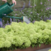 Hydrangea paniculata ‘Groundbreaker Greeny’ - 5L pot