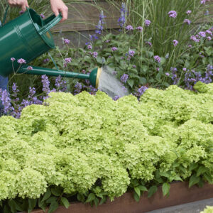Hydrangea paniculata ‘Groundbreaker Greeny’
