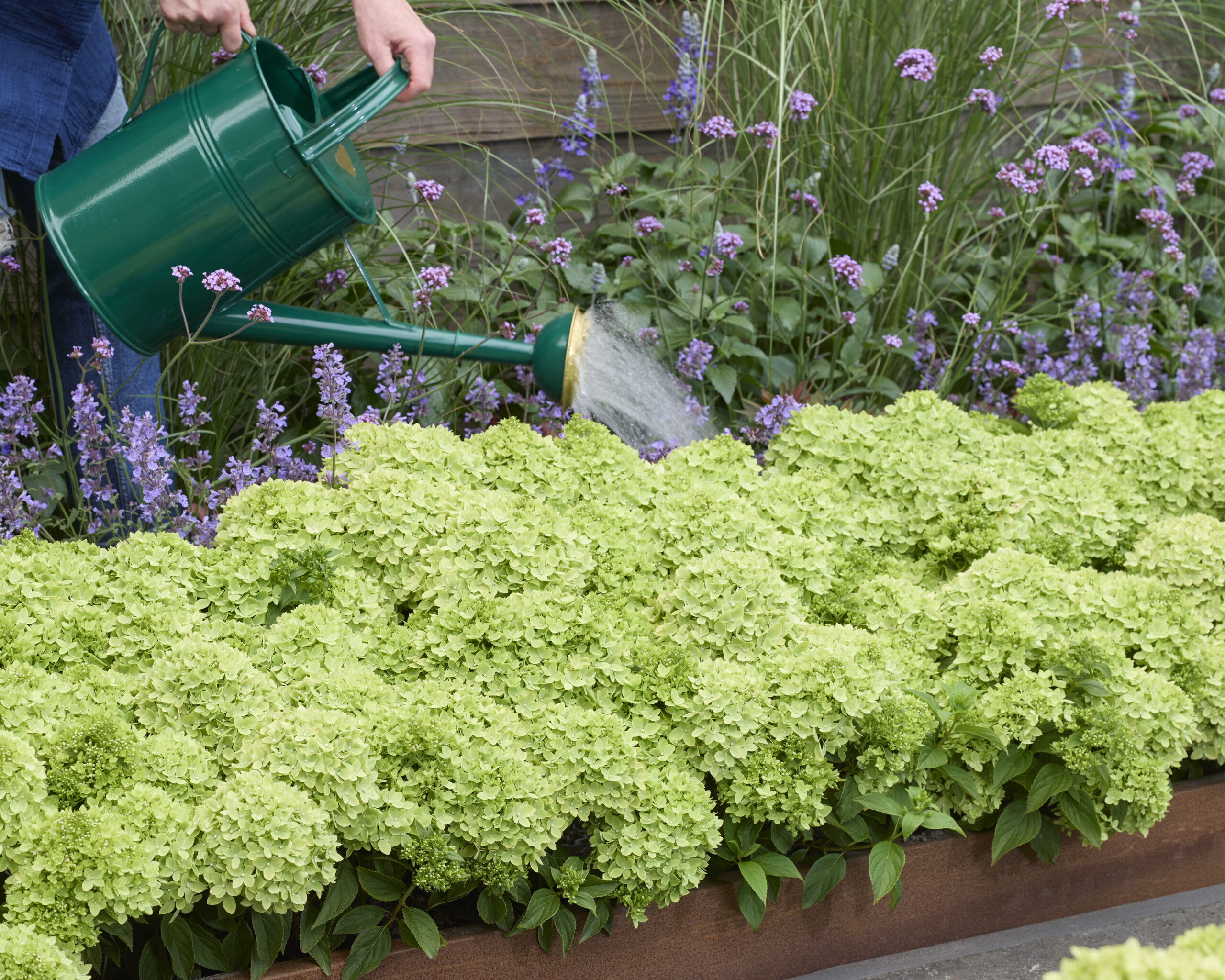 Hydrangea paniculata ‘Groundbreaker Greeny’