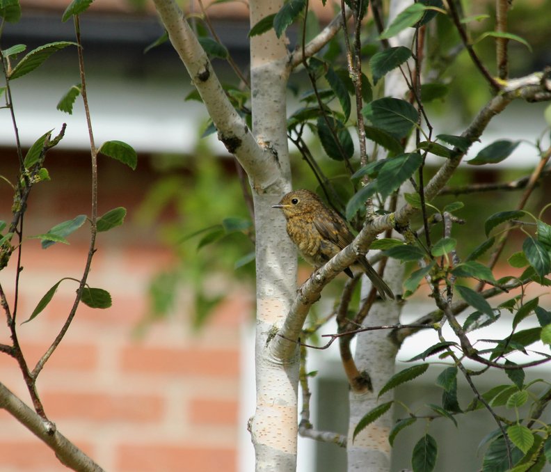 Betula jacquemontii Multi-Stemmed