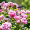 Rosa 'The Ancient Mariner' – David Austin English Rose - 5L