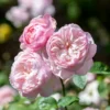 Rosa 'Gentle Hermione' – David Austin English Rose - 5L