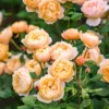Rosa 'Roald Dahl' – David Austin English Rose - 5L