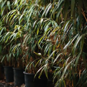Fargesia 'Pingwu' – Pingwu Bamboo