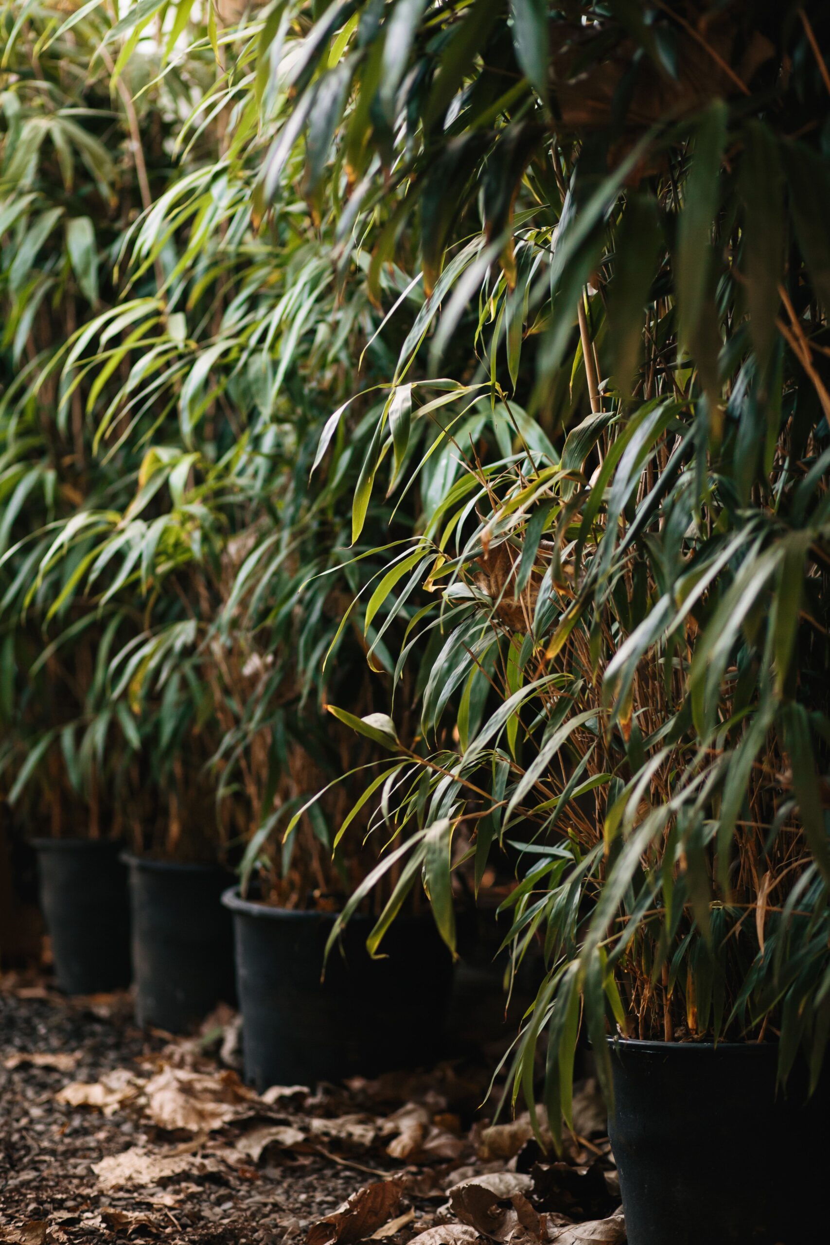 Fargesia 'Pingwu' – Pingwu Bamboo
