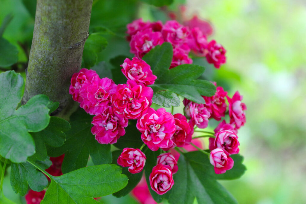 Crataegus Paul's Scarlet Tree 