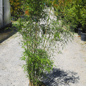 Fargesia Angustissima – Fountain Bamboo