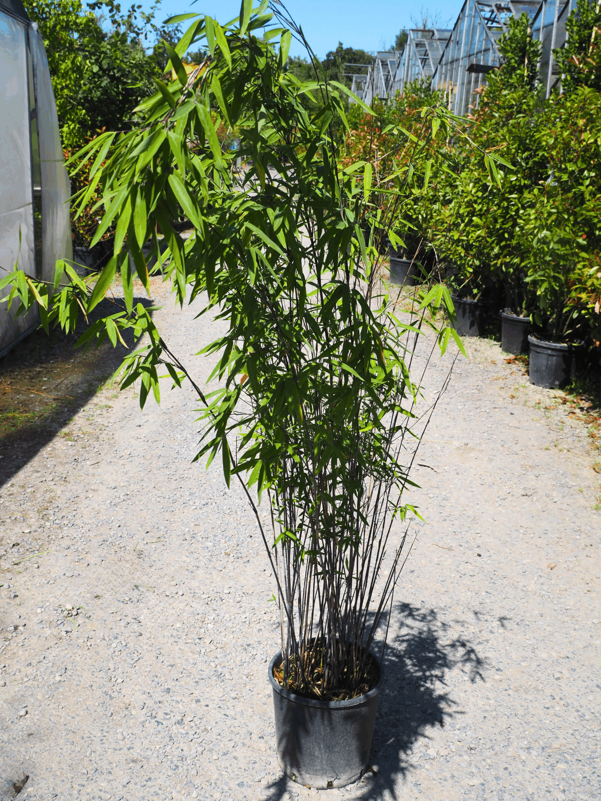 Fargesia 'Black Pearl' – Black Pearl Bamboo