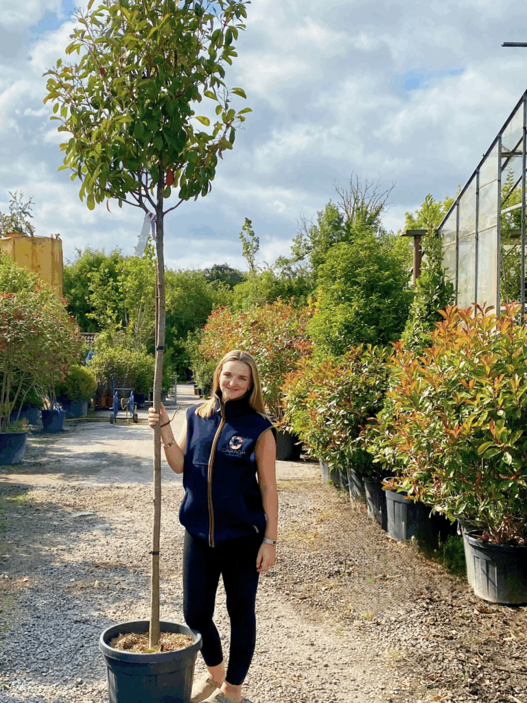 Photinia Red Robin Standards 