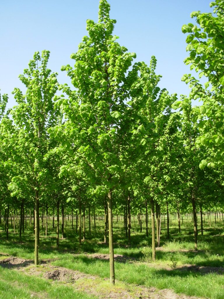 Tilia platyphyllos