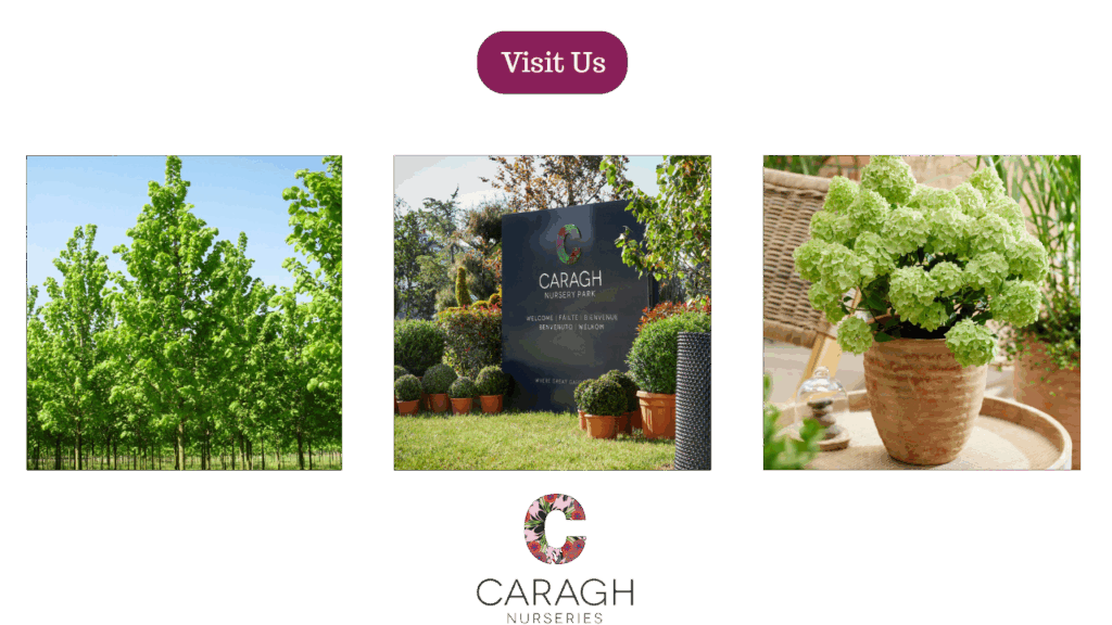 Caragh Nurseries 