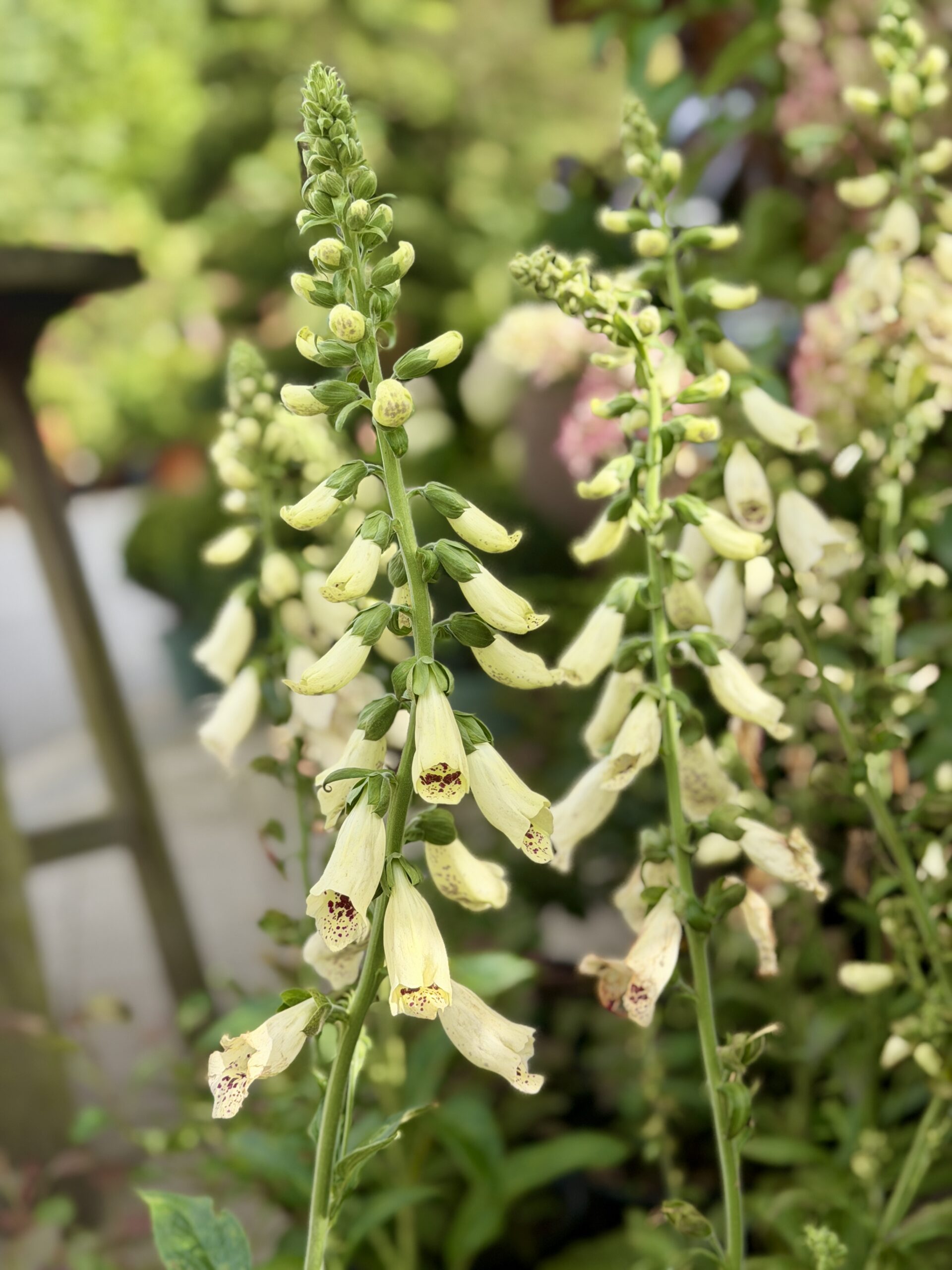 Digitalis purpurea 'Dottie Cream'