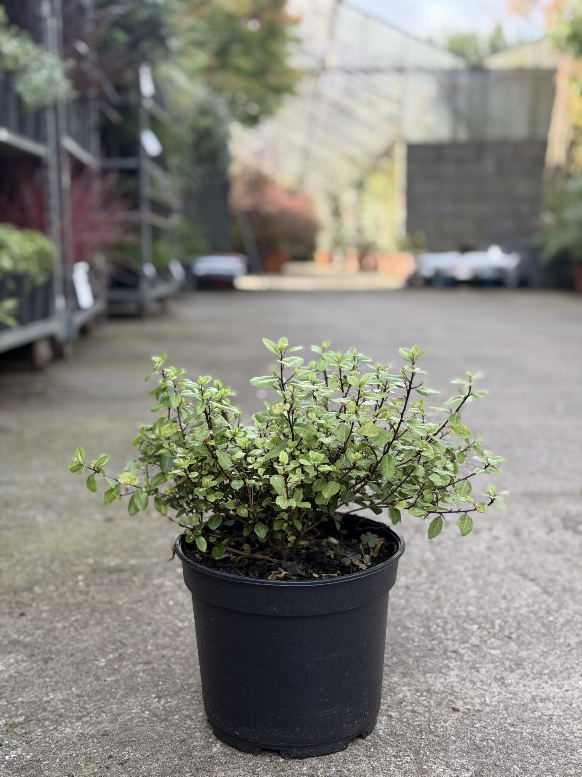 Pittosporum tenuifolium 'Pom Pom'