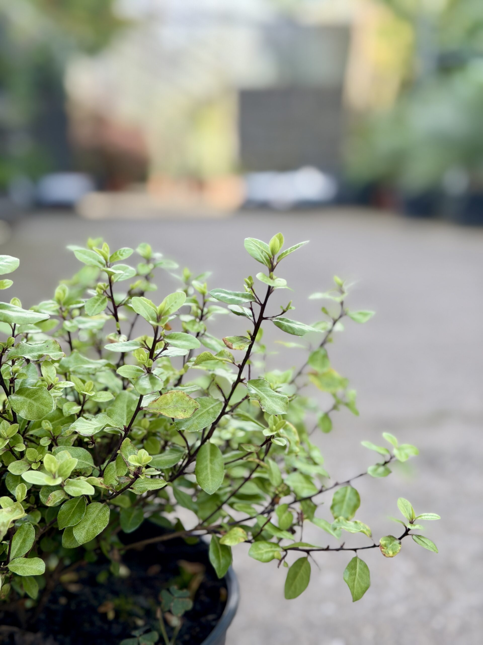 Pittosporum tenuifolium 'Pom Pom' - Image 2