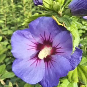 Hibiscus Oiseau Bleu, rose of Sharon