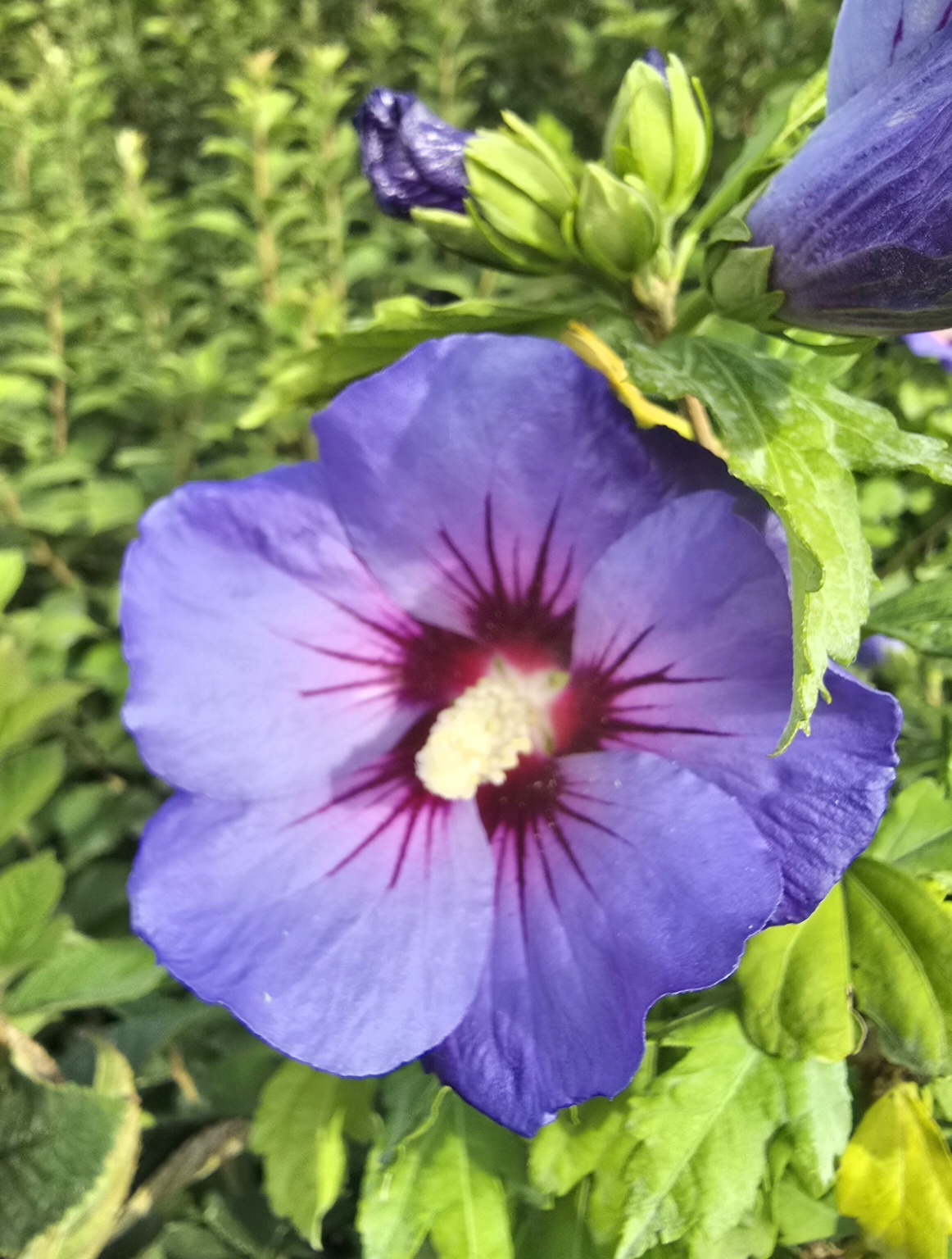 Hibiscus Oiseau Bleu, rose of Sharon