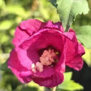 Hibiscus dark pink, Rose of Sharron