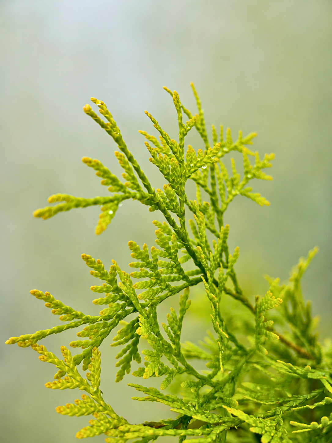 Thuja occidentalis 'Yellow Ribbon'