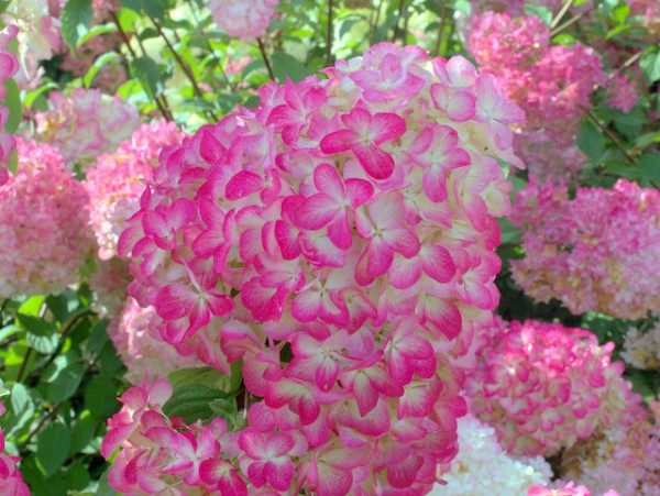 Hydrangea Diamant Rouge
