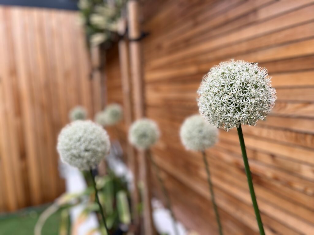 Alium's against timber fence