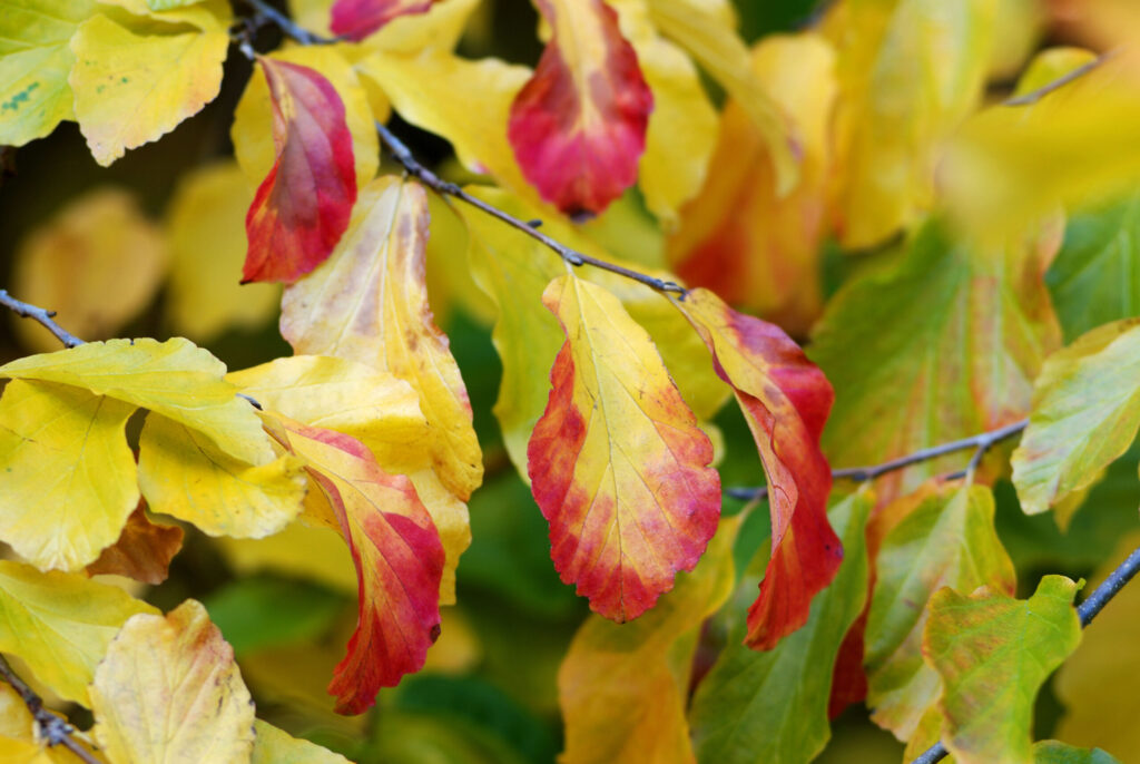 Persian Ironwood, in autumn
