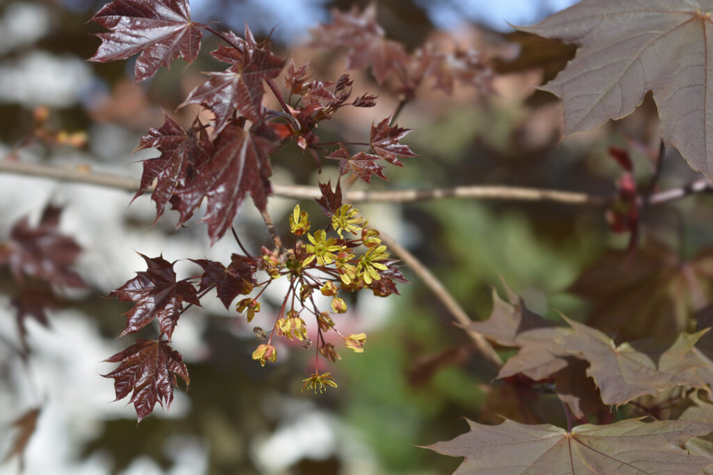 Red Norway maple Crimson King