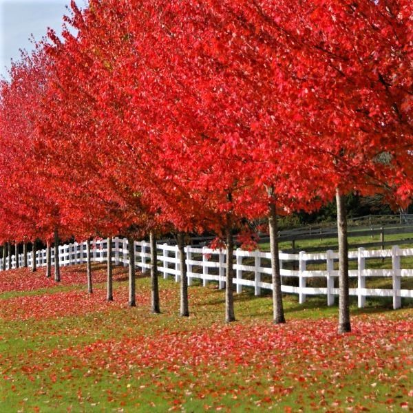 Autumn colour and winter interest trees at Caragh Nurseries