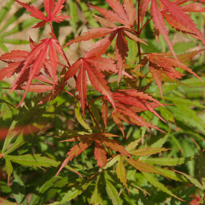 Acer palm. ‘Jerre Schwartz’