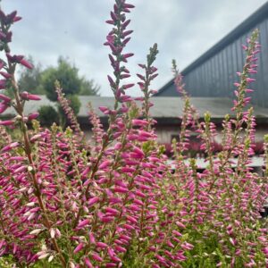 Calluna vulgaris 'Bonita'