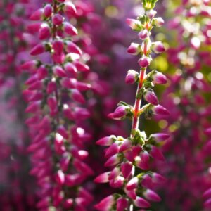 Calluna vulgaris 'Allegro'
