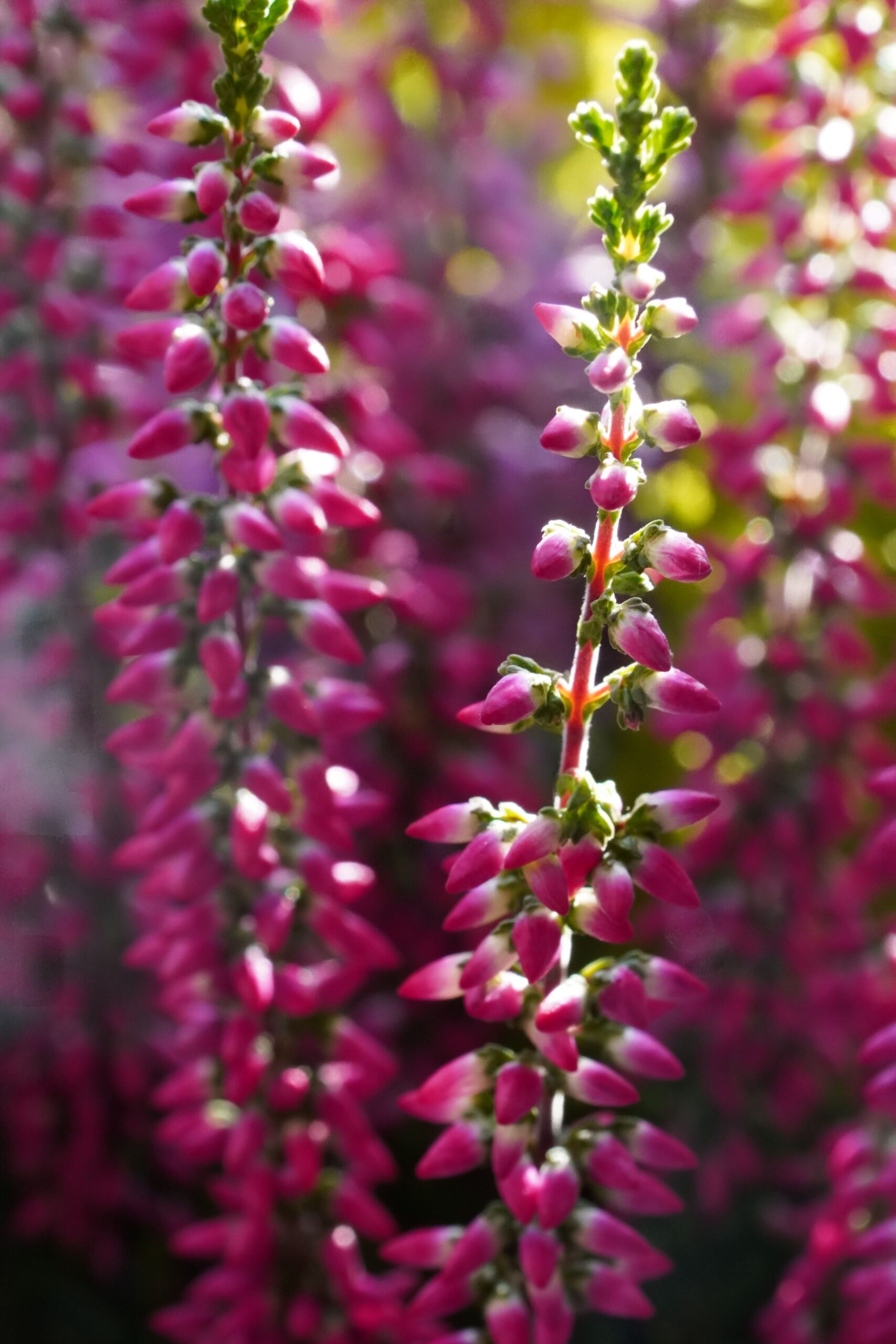 Calluna vulgaris 'Allegro'