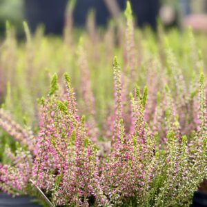 Calluna vulgaris 'Golden Angie'
