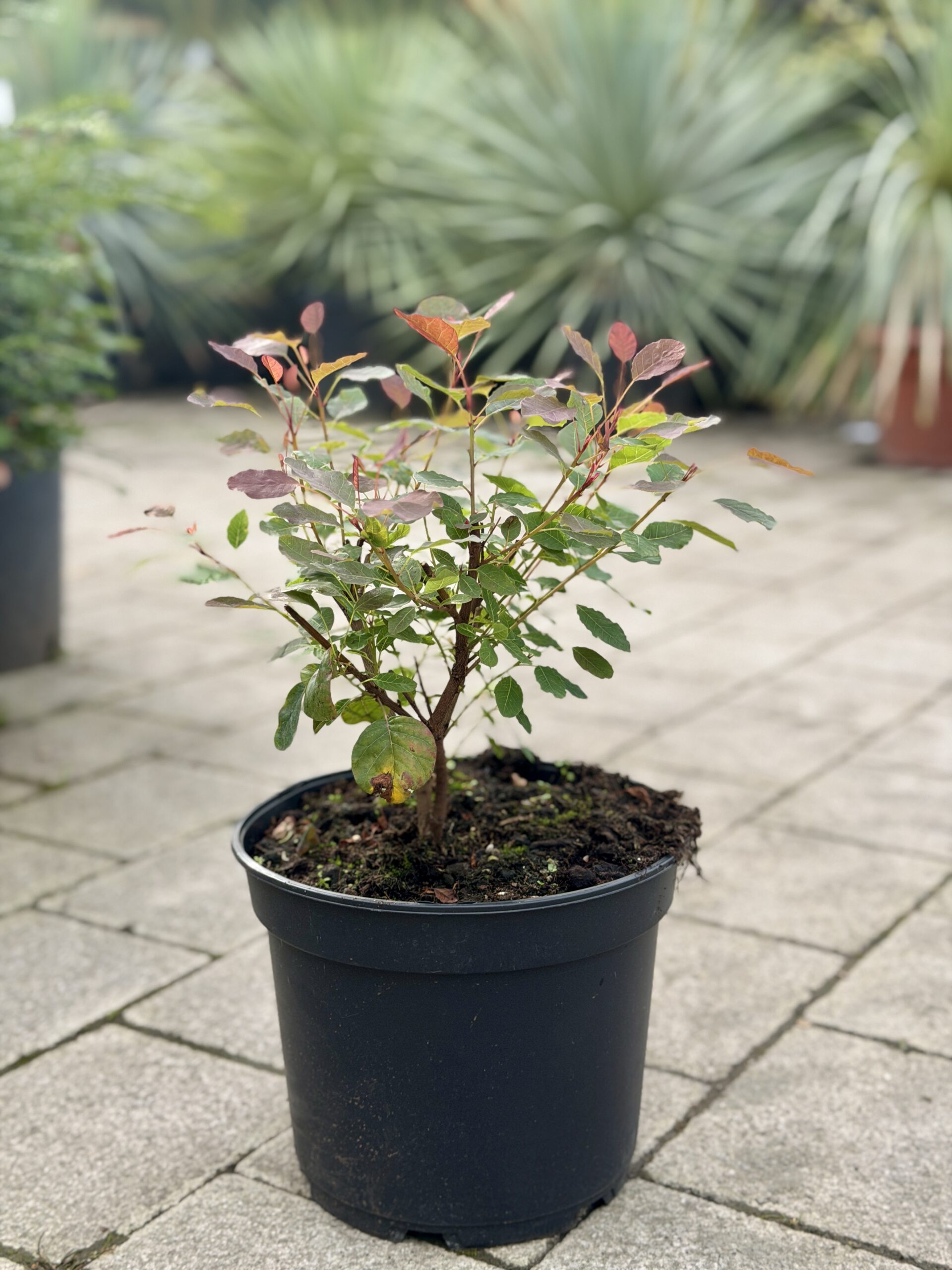 Cotinus coggygria 'Dusky Maiden'