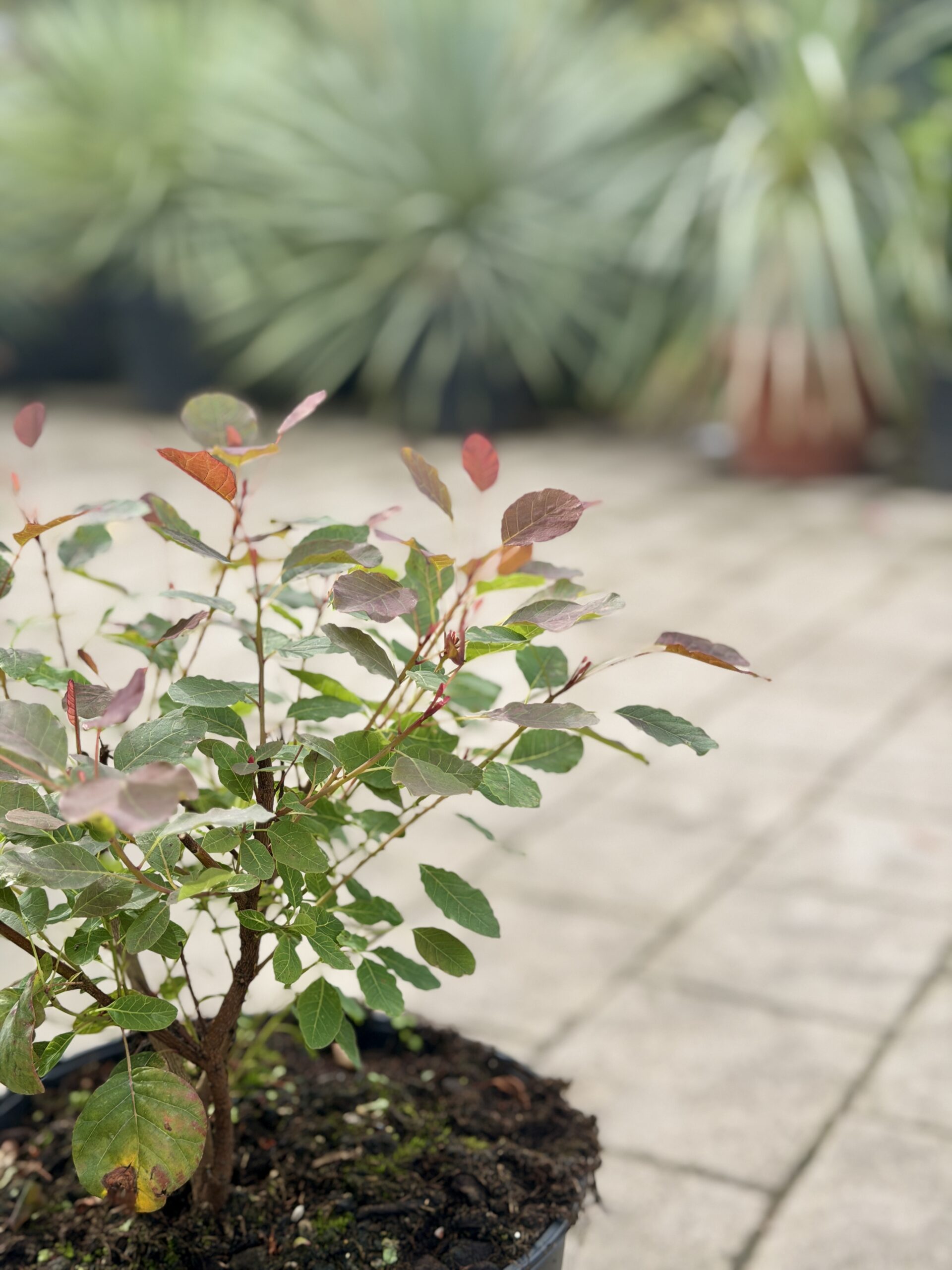 Cotinus coggygria 'Dusky Maiden' - Image 2