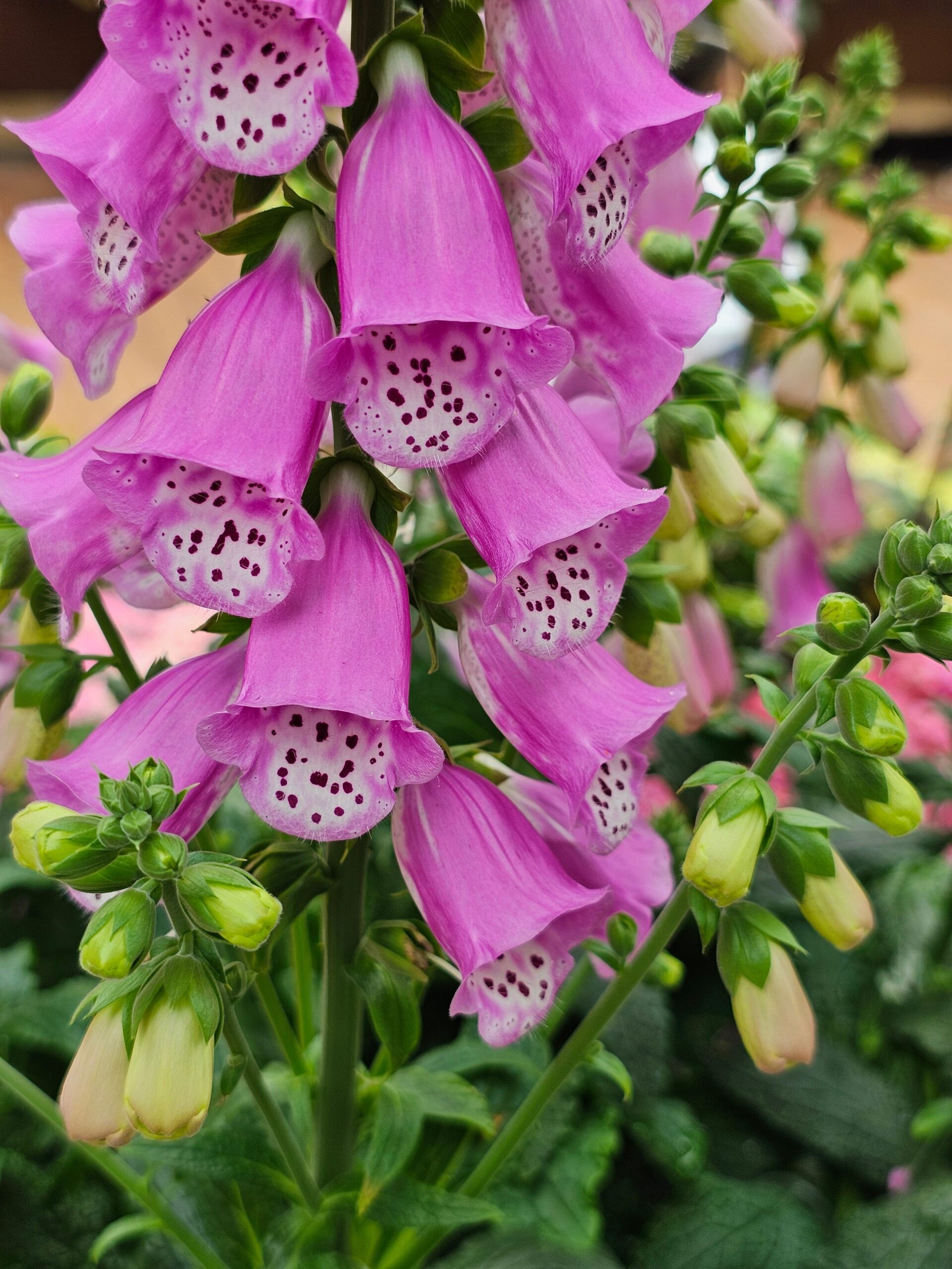 Digitalis purpurea 'Dottie Warm Rose'