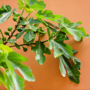 Ficus carica 'Noire de Caromb'