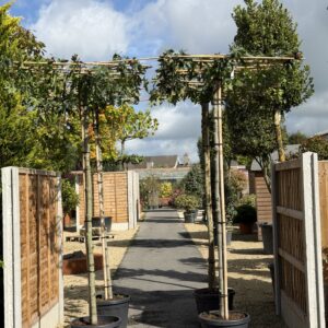Liquidambar styraciflua ‘Worplesdon’ Roof Form