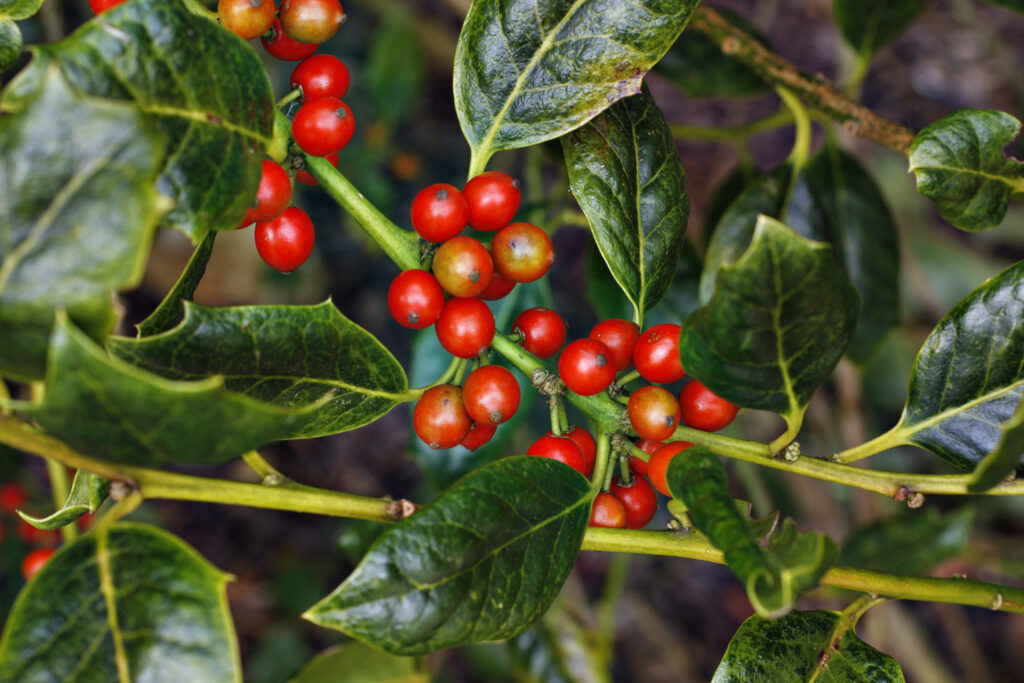 Ilex Nellie R Stevens