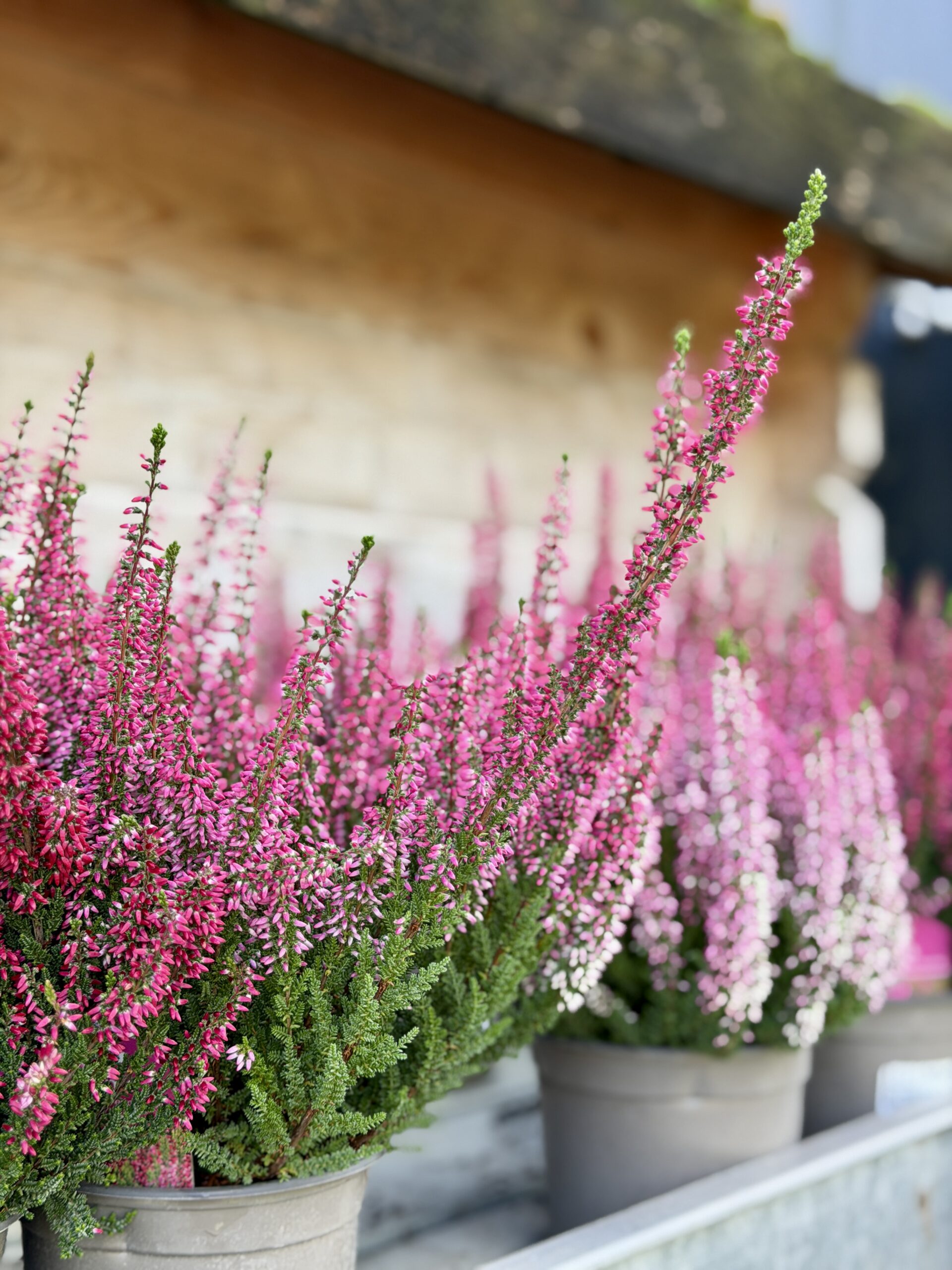 Calluna vulgaris 'Irma'